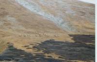 Elk herd